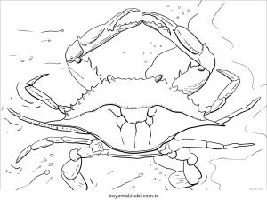 Yengeç boyama sayfası – çocuklar için, çizgi film temalı