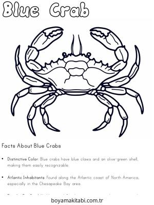 Yengeç boyama sayfası – basit çizim, kolay boyama