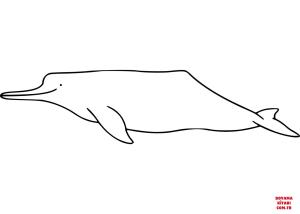 Yunus boyama sayfası, Dolphins coloring page, , dolphins amazon river dolph