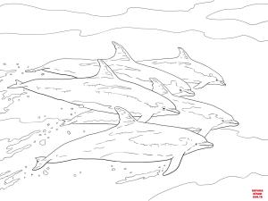 Yunus boyama sayfası, Dolphins coloring page, , dolphins bottlenose dolphins schoo