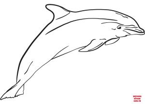 Yunus boyama sayfası, Dolphins coloring page, , dolphins dolph