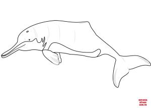 Yunus boyama sayfası, Dolphins coloring page, , dolphins baij