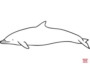 Yunus boyama sayfası, Dolphins coloring page, , dolphins clymene dolp