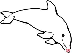 Yunus boyama sayfası, Dolphins coloring page, , dolphins dolph