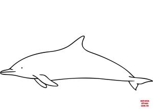 Yunus boyama sayfası, Dolphins coloring page, , dolphins common dolp