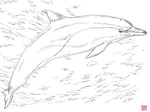 Yunus boyama sayfası, Dolphins coloring page, , dolphins common dolp