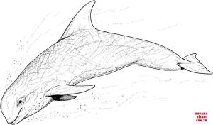 Yunus boyama sayfası, Dolphins coloring page, , dolphins dolph