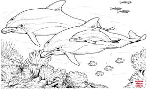 Yunus boyama sayfası, Dolphins coloring page, , dolphins bottlenose dolphin