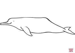 Yunus boyama sayfası, Dolphins coloring page, , dolphins bolivian river dolphin inia geoffrensis boliviensi