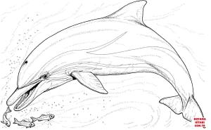 Yunus boyama sayfası, Dolphins coloring page, , dolphins dolphin and several little fi