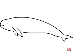 Yunus boyama sayfası, Dolphins coloring page, , dolphins finless porpoi