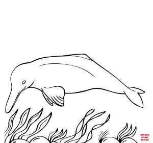 Yunus boyama sayfası, Dolphins coloring page, , dolphins amazon river dolph