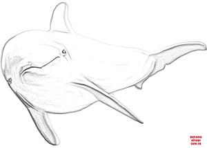 Yunus boyama sayfası, Dolphins coloring page, , dolphins dolph