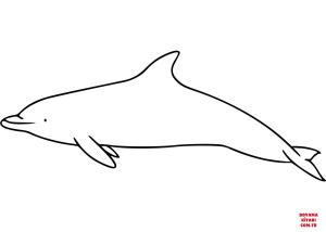 Yunus boyama sayfası, Dolphins coloring page, , dolphins atlantic spotted dolph