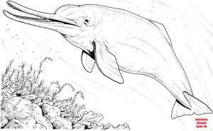 Yunus boyama sayfası, Dolphins coloring page, , dolphins baiji river dolphi