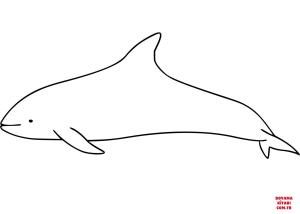 Yunus boyama sayfası, Dolphins coloring page, , dolphins white beaked dolph