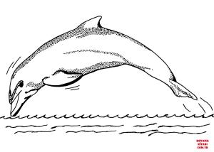 Yunus boyama sayfası, Dolphins coloring page, , dolphins dolph