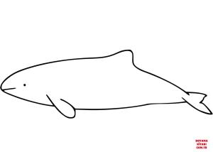 Yunus boyama sayfası, Dolphins coloring page, , dolphins commersons dolp