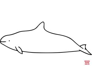 Yunus boyama sayfası, Dolphins coloring page, , dolphins dalls porpoi