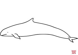 Yunus boyama sayfası, Dolphins coloring page, , dolphins false killer wha