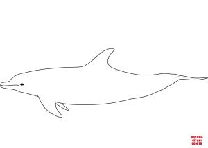 Yunus boyama sayfası, Dolphins coloring page, , dolphins bottlenose dolphi