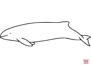 Yunus boyama sayfası, Dolphins coloring page, , dolphins burmeisters porpo