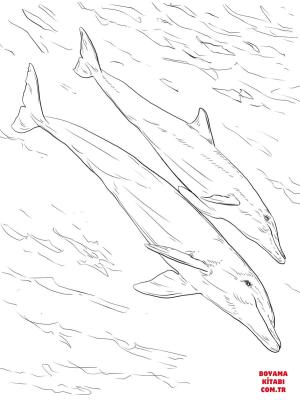 Yunus boyama sayfası, Dolphins coloring page, , dolphins bottlenose dolphins mother and juvenil