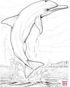 Yunus boyama sayfası, Dolphins coloring page, , dolphins dolphin ju