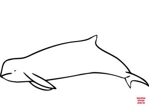 Yunus boyama sayfası, Dolphins coloring page, , dolphins australian snubfin dolphin orcaella heinsohn