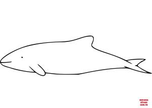 Yunus boyama sayfası, Dolphins coloring page, , dolphins chilean dolp