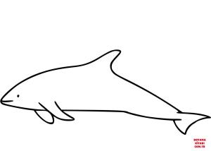 Yunus boyama sayfası, Dolphins coloring page, , dolphins dusky dolph