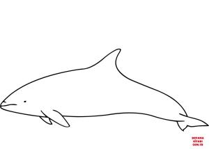 Yunus boyama sayfası, Dolphins coloring page, , dolphins atlantic white sided dolphi