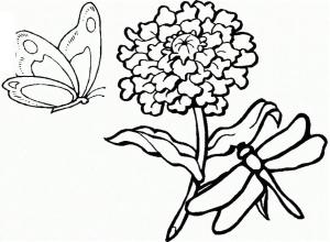 Yusufçuk boyama sayfası,  coloring page, , 