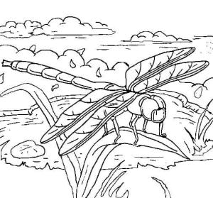 Yusufçuk boyama sayfası,  coloring page, Normal Yusufçuk çiz, 