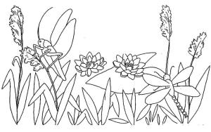 Yusufçuk boyama sayfası,  coloring page, Yusufçuk Resim ücretsiz, 