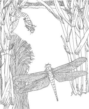 Yusufçuk boyama sayfası,  coloring page, , 