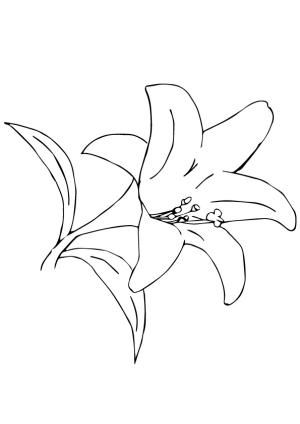 Zambak boyama sayfası,  coloring page, A Desert Lily, 