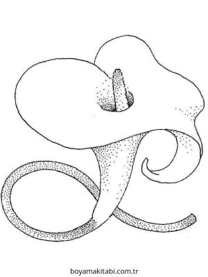 Zambak boyama sayfası – çocuk aktivitesi, PDF indir