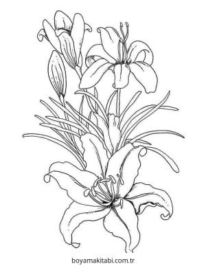 Zambak boyama sayfası – renkli çizimler, okul öncesi