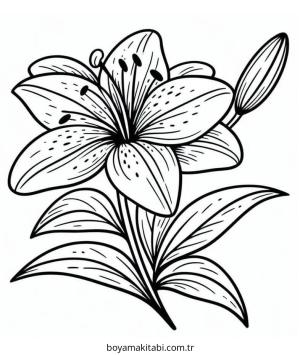 Zambak boyama sayfası – boyama çalışması, yaratıcılığı geliştirir