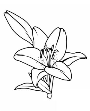 Zambak boyama sayfası,  coloring page, Zambak Yazdır, 