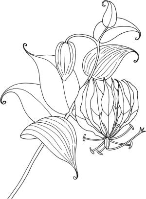 Zambak boyama sayfası,  coloring page, Lilyum Resmi, 