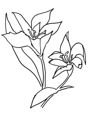 Zambak boyama sayfası,  coloring page, Zambaklar Yazdır, 