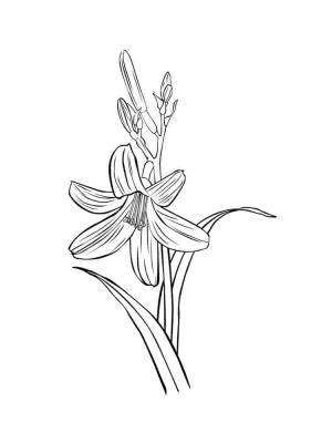 Zambak boyama sayfası,  coloring page, Ücretsiz Yazdırılabilir Lily, 