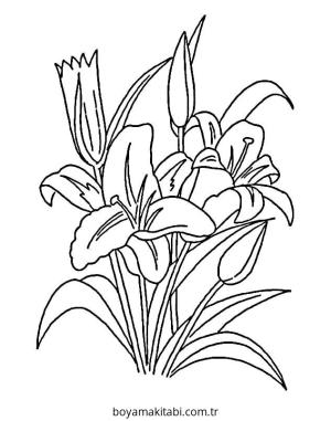 Zambak boyama sayfası – eğitici aktivite, yaratıcılık