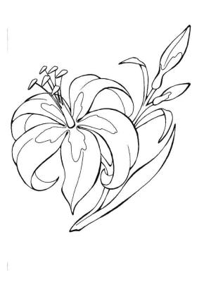 Zambak boyama sayfası,  coloring page, Özgür Zambak, 