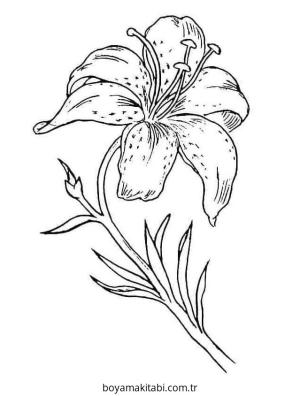 Zambak boyama sayfası – basit çizim, kolay boyama