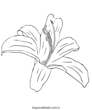 Zambak boyama sayfası – çocuklar için, çizgi film temalı