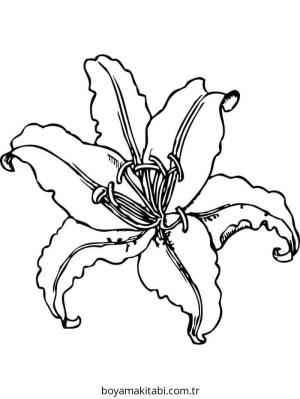 Zambak boyama sayfası – evde etkinlik, ücretsiz yazdır
