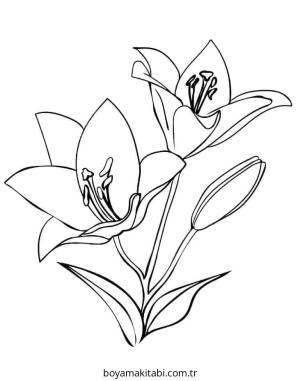 Zambak boyama sayfası – yaratıcılık, eğlenceli etkinlik